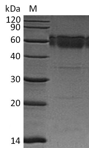 Greater than 95% as determined by SDS-PAGE.