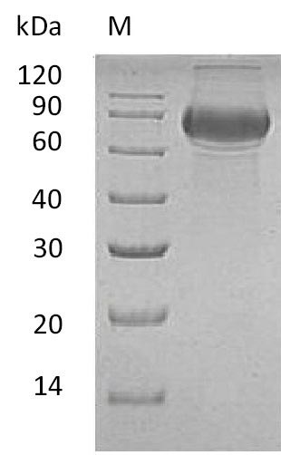 Greater than 80% as determined by SDS-PAGE.