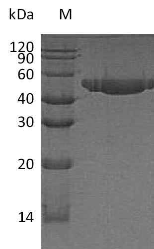 Greater than 95% as determined by SDS-PAGE.Recombinant Human Nectin-2 (NECTIN2) Protein (His), Active