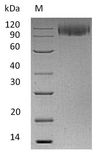 Greater than 95% as determined by SDS-PAGE.Recombinant Human Lysosome-Associated Membrane Glycoprotein 1 (LAMP1) Protein (hFc), Active