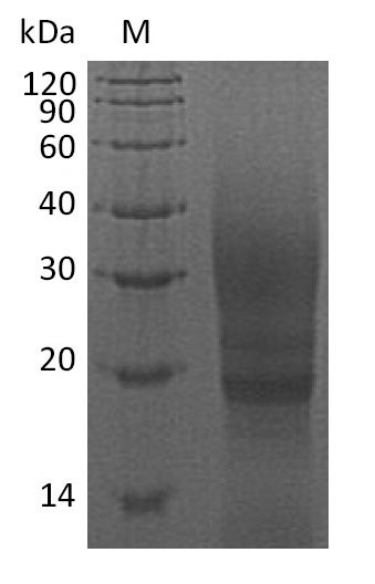 Greater than 90% as determined by SDS-PAGE.