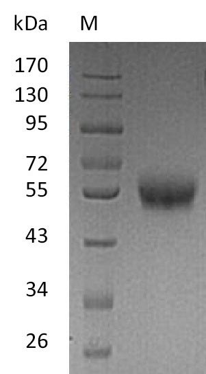 Greater than 95% as determined by SDS-PAGE.Recombinant Human Tumor Necrosis Factor Receptor Superfamily Member 9 (TNFRSF9) Protein (His-hFc), Active