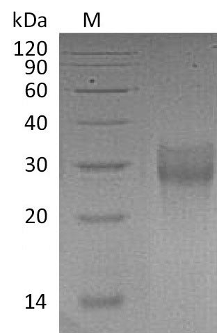 Greater than 95% as determined by SDS-PAGE.