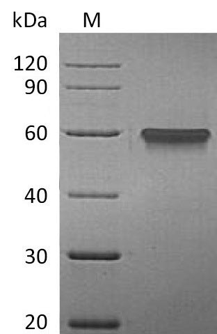 Greater than 95% as determined by SDS-PAGE.Recombinant Human Tumor Necrosis Factor Receptor Superfamily Member 9 (TNFRSF9) Protein (hFc), Active