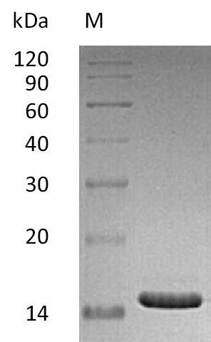 Greater than 95% as determined by SDS-PAGE.Recombinant Human Cd40 Ligand (CD40LG), Active