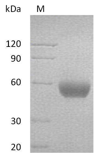 Greater than 95% as determined by SDS-PAGE.Recombinant Human Leukocyte Surface Antigen Cd47 (CD47) Protein (hFc), Active