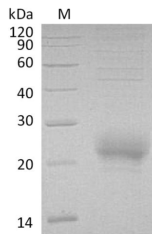 Greater than 90% as determined by SDS-PAGE.