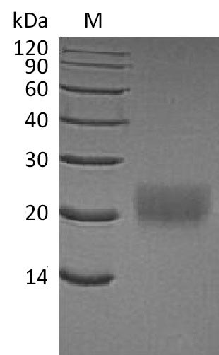 Greater than 95% as determined by SDS-PAGE.