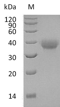 Greater than 95% as determined by SDS-PAGE.