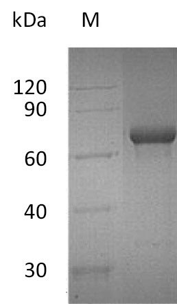 Greater than 90% as determined by SDS-PAGE.Recombinant Human Tumor Necrosis Factor Receptor Superfamily Member 4 (TNFRSF4) Protein (hFc), Active