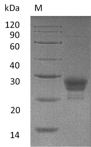 Greater than 95% as determined by SDS-PAGE.Recombinant Human Tumor Necrosis Factor Ligand Superfamily Member 4 (TNFSF4) Protein (His), Active