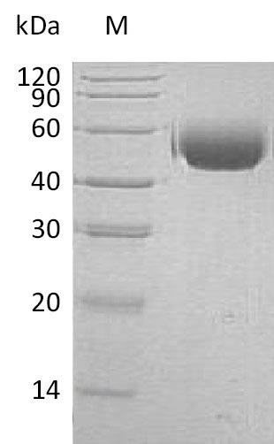 Greater than 95% as determined by SDS-PAGE.