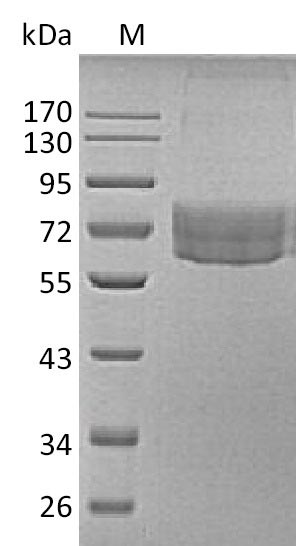 Greater than 90% as determined by SDS-PAGE.Recombinant Human Hepatitis A Virus Cellular Receptor 2 (HAVCR2) Protein (Fc-Avi), Active
