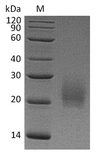 Greater than 95% as determined by SDS-PAGE.