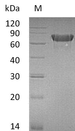 Greater than 95% as determined by SDS-PAGE.Recombinant Mouse Tumor Necrosis Factor Receptor Superfamily Member 4 (TNFRSF4) Protein (hFc), Active
