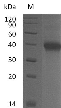 Greater than 95% as determined by SDS-PAGE.