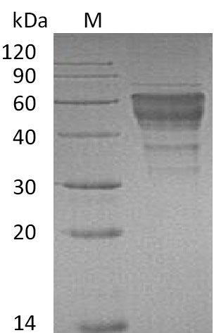 Greater than 90% as determined by SDS-PAGE.Recombinant Mouse Hepatitis A Virus Cellular Receptor 2 Homolog (HAVCR2) Protein (hFc), Active