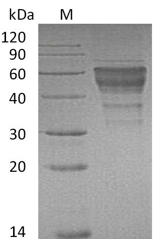 Greater than 90% as determined by SDS-PAGE.