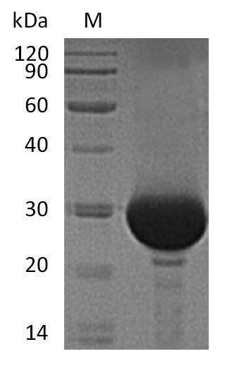 Greater than 95% as determined by SDS-PAGE.Recombinant Human Carbonic Anhydrase 1 (CA1) Protein (His), Active
