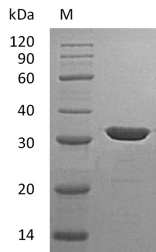 Greater than 95% as determined by SDS-PAGE.Recombinant Human Carbonic Anhydrase 13 (CA13) Protein (His), Active