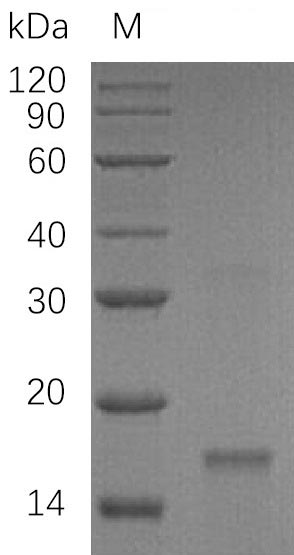 Greater than 95% as determined by SDS-PAGE.Recombinant Human Inhibin Beta C Chain (INHBC) Protein (His), Active