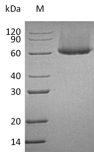 Greater than 95% as determined by SDS-PAGE.Recombinant Human Cytotoxic And Regulatory T-Cell Molecule (CRTAM) Protein (His), Active