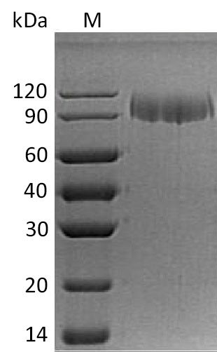 Greater than 90% as determined by SDS-PAGE.Recombinant Human Integrin Alpha-5 (ITGA5) Protein (His), Active