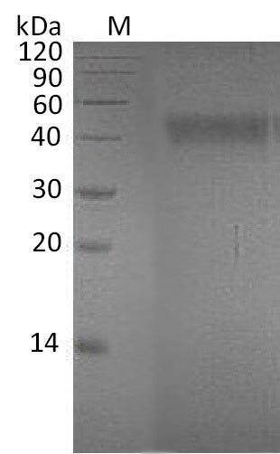 Greater than 95% as determined by SDS-PAGE.Recombinant Human Ephrin-A4 (EFNA4) Protein (His-hFc), Active