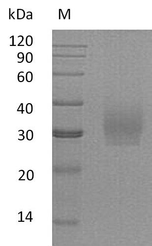 Greater than 95% as determined by SDS-PAGE.Recombinant Human Syndecan-2 (SDC2) Protein (His), Active