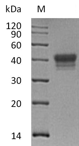 Greater than 95% as determined by SDS-PAGE.