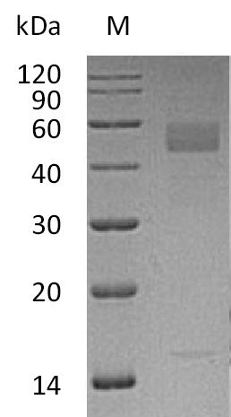 Greater than 95% as determined by SDS-PAGE.Recombinant Human Inhibin Beta C Chain (INHBC) Protein (His), Active