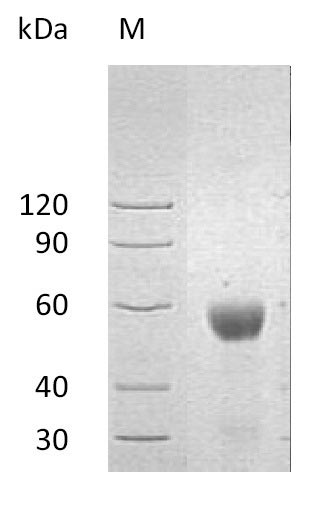 Greater than 90% as determined by SDS-PAGE.Recombinant Human Ul16-Binding Protein 2 (ULBP2) Protein (hFc), Active