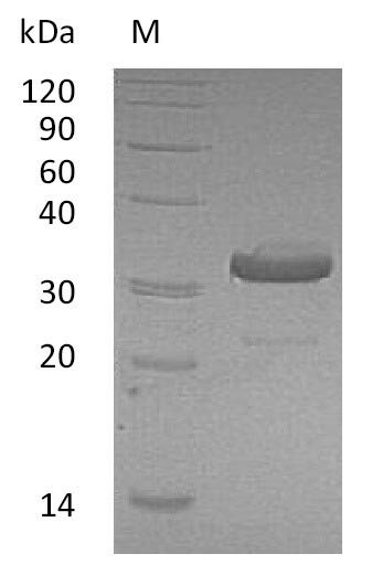 Greater than 95% as determined by SDS-PAGE.Recombinant Human Immunoglobulin Heavy Constant Gamma 1 (IGHG1), Active