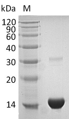 Greater than 95% as determined by SDS-PAGE.Recombinant Human Thioredoxin (TXN) Protein (His)