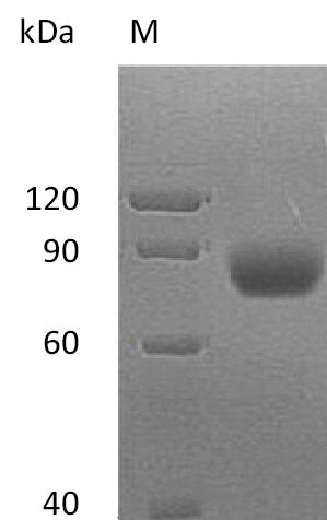Greater than 95% as determined by SDS-PAGE.Recombinant Human Mhc Class I Polypeptide-Related Sequence A (MICA) Protein (hFc), Active