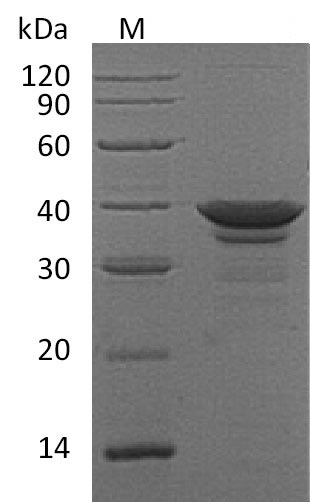 Greater than 95% as determined by SDS-PAGE.