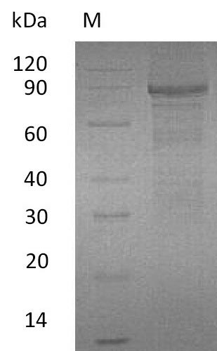 Greater than 95% as determined by SDS-PAGE.Recombinant Human Ephrin Type-A Receptor 8 (EPHA8) Protein (hFc), Active