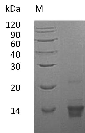 Greater than 95% as determined by SDS-PAGE.Recombinant Human Parathyroid Hormone (PTH), Active