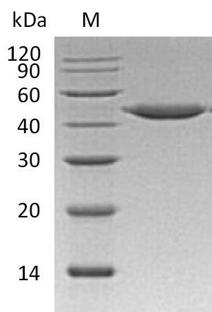 Greater than 95% as determined by SDS-PAGE.Recombinant Human Cathepsin E (CTSE) Protein (His), Active