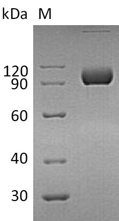 Greater than 95% as determined by SDS-PAGE.Recombinant Human Ephrin Type-A Receptor 4 (EPHA4) Protein (hFc), Active