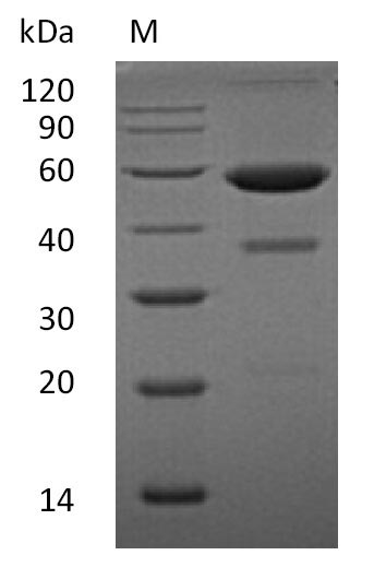 Greater than 95% as determined by SDS-PAGE.Recombinant Human Ephrin-A1 (EFNA1) Protein (hFc), Active