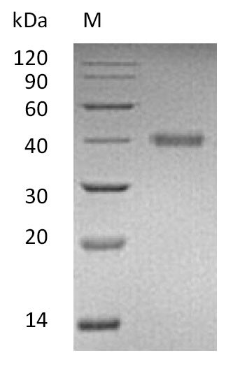 Greater than 95% as determined by SDS-PAGE.