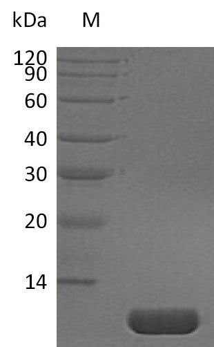 Greater than 95% as determined by SDS-PAGE.Recombinant Human Pro-Neuregulin-1, Membrane-Bound Isoform (NRG1), Active