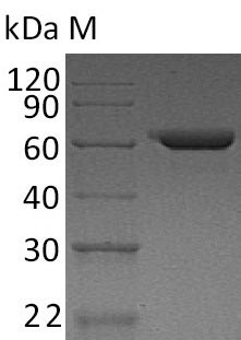 Greater than 95% as determined by SDS-PAGE.Recombinant Human Fibronectin (FN1), Active