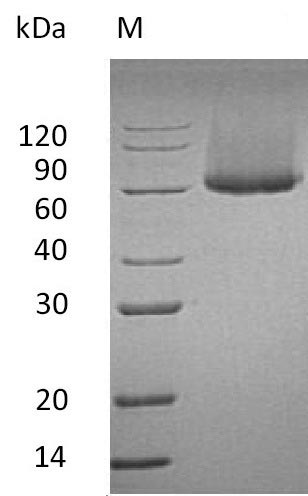Greater than 90% as determined by SDS-PAGE.Recombinant Mouse Glypican-1 (GPC1) Protein (His), Active