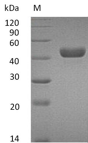 Greater than 95% as determined by SDS-PAGE.Recombinant Mouse Carbonic Anhydrase 14 (CA14) Protein (His), Active