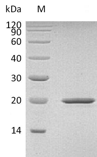 Greater than 95% as determined by SDS-PAGE.Recombinant Mouse Sonic Hedgehog Protein (SHH), Active