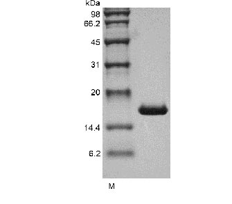 Greater than 98% as determined by SDS-PAGE.Recombinant Human Interleukin-1 alpha (IL1A), Active, GMP