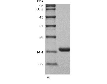 Greater than 98% as determined by SDS-PAGE.Recombinant Human Interleukin-3 (IL3), Active, GMP