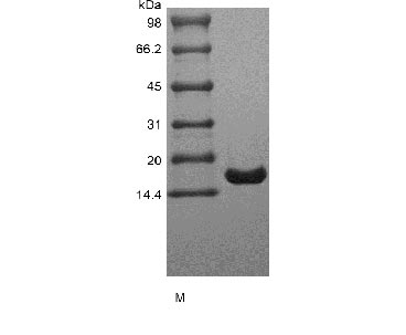 Greater than 98% as determined by SDS-PAGE.Recombinant Human Interleukin-7 (IL7), Active, GMP